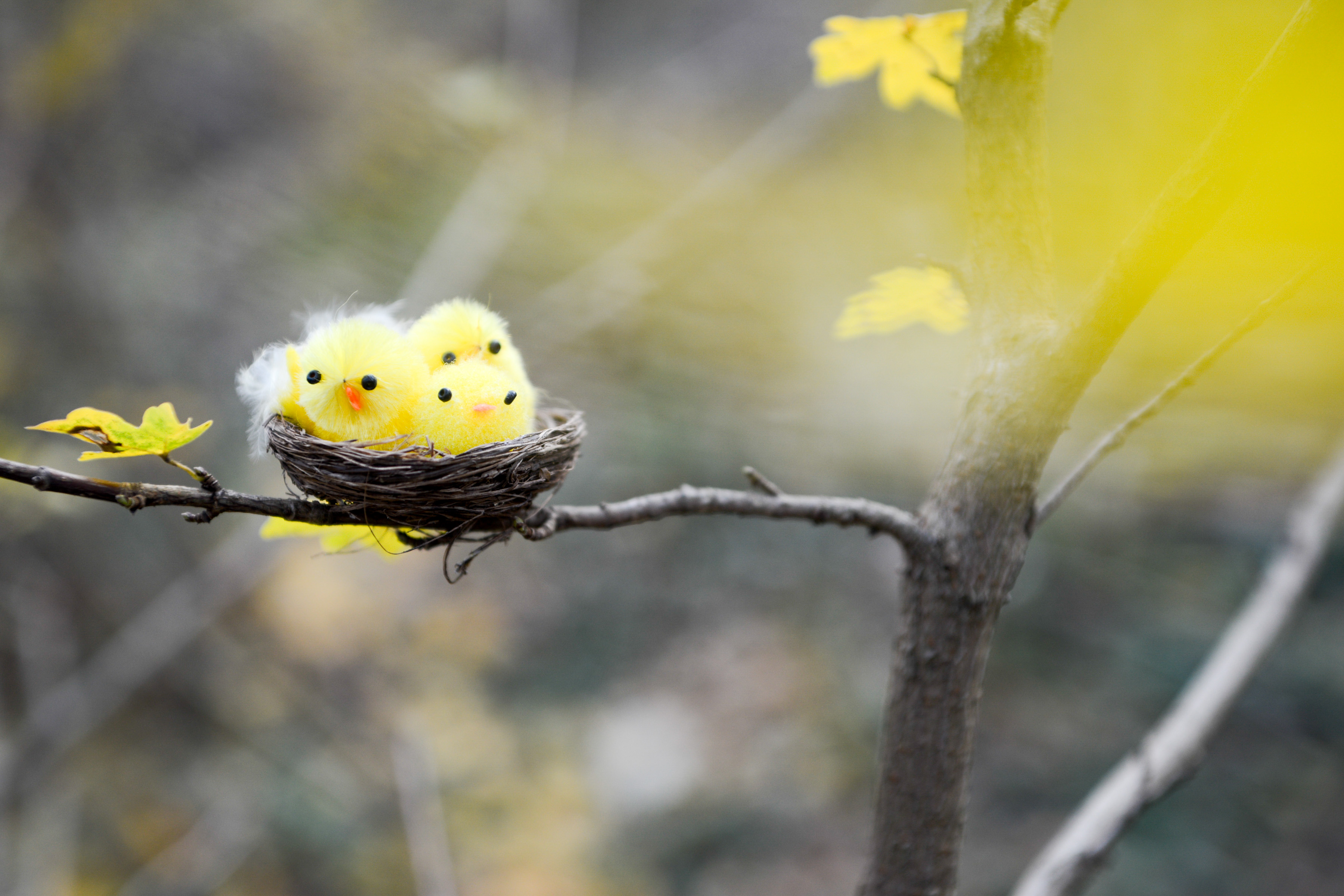 Nature birds life spring forest 6922